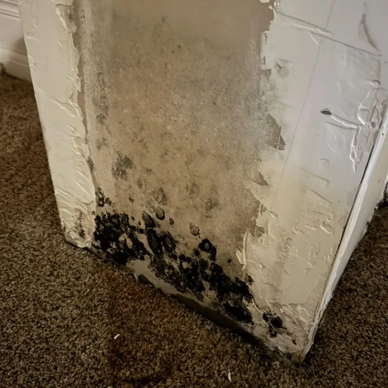 Professional Mold Removal in South Bloomfield, OH